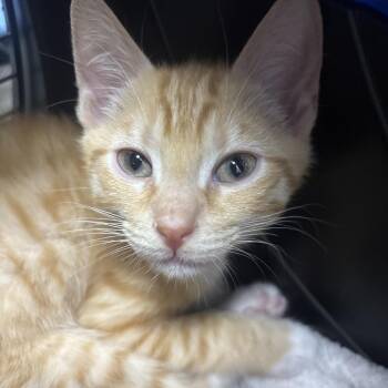 Pennywise 29970 -  Domestic Short Hair Cat for Adoption in Middleburg, Florida - Pennywise 29970 | PetCurious