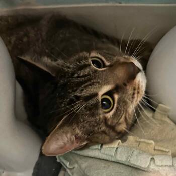 Lenny -  Domestic Short Hair Cat for Adoption in Pittsburgh, Pennsylvania - Lenny | PetCurious