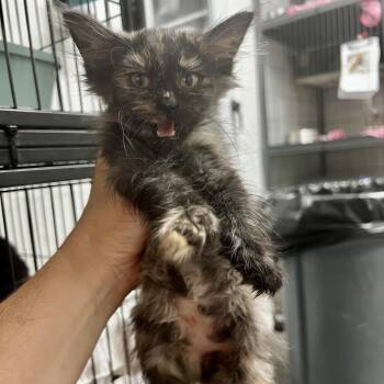 Miquella -  Domestic Long Hair Cat for Adoption in Birmingham, Alabama - Miquella | PetCurious