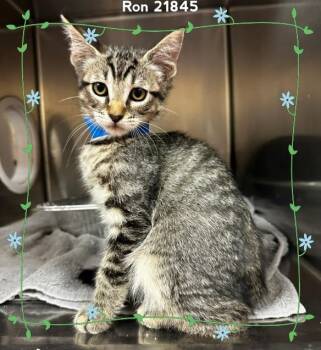 RON (see also HARRY & HERMIONE) -  Domestic Short Hair Cat for Adoption in Marietta, Georgia - RON (see Also HARRY & HERMIONE) | PetCurious