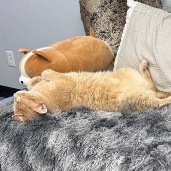Adonis -  Domestic Short Hair Cat for Adoption in Zimmerman, Minnesota - Adonis | PetCurious