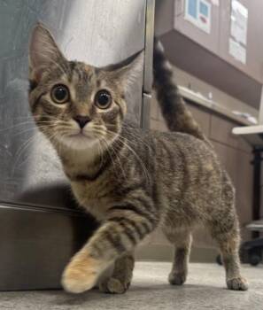 Delaney -  Domestic Short Hair Cat for Adoption in Fishers, Indiana - Delaney | PetCurious