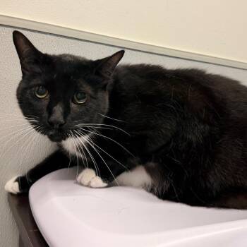 TT -  Domestic Short Hair Cat for Adoption in Tampa, Florida - TT | PetCurious