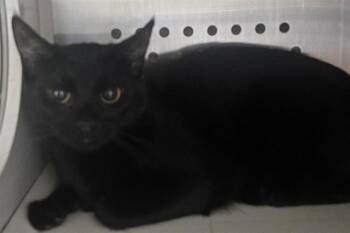 SABRINA -  Domestic Short Hair Cat for Adoption in St. Peters, Missouri - SABRINA | PetCurious