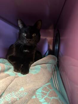 MOON PIE* -  Domestic Short Hair Cat for Adoption in Santa Cruz, California - MOON PIE* | PetCurious