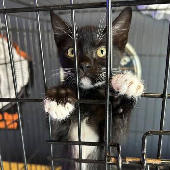 Rescue Tuxedo Cats for Adoption in Lampasas, Texas - Domino | PetCurious