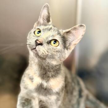 Maize -  Domestic Short Hair Cat for Adoption in Jackson Township, New Jersey - Maize | PetCurious