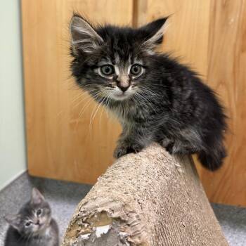 Pepper -  Domestic Short Hair Cat for Adoption in Kent, Washington - Pepper | PetCurious