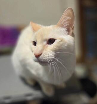 Emily -  Siamese and Calico Cat for Adoption in Hockessin, Delaware - Emily | PetCurious