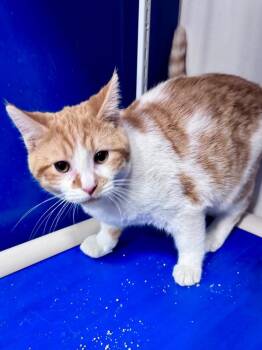 Tabby Cats Available for Adoption - Fig Jelly | PetCurious