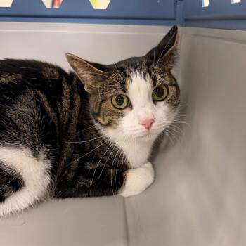 Sammy -  Domestic Short Hair Cat for Adoption in Indianapolis, Indiana - Sammy | PetCurious