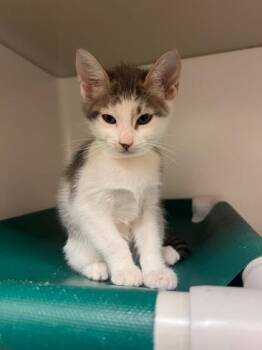 Butter -  Domestic Short Hair Cat for Adoption in Honolulu, Hawaii - Butter | PetCurious