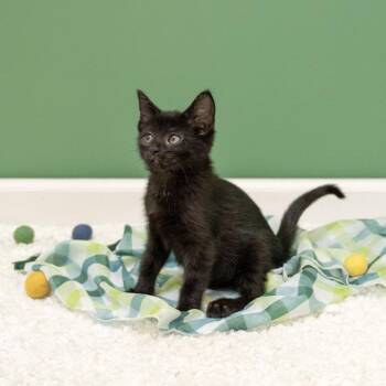 Tangy -  Domestic Short Hair Cat Available for Adoption in Pekin, Illinois - Tangy | PetCurious