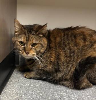 Regina -  Domestic Short Hair Cat for Adoption in Greenfield, Indiana - Regina | PetCurious