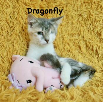 Dragonfly -  Dilute Calico Cat for Adoption in St. Augustine, Florida - Dragonfly | PetCurious