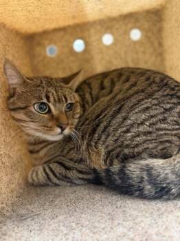 KENAI -  Domestic Short Hair Cat for Adoption in Riverside, California - KENAI | PetCurious
