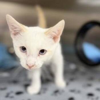 Phantom -  Domestic Short Hair Cat for Adoption in Bullhead City, Arizona - Phantom | PetCurious