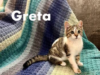 Rescue Tabby Cats for Adoption in Cleveland, Ohio - Greta | PetCurious