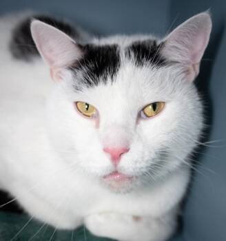 ACE -  Domestic Short Hair Cat for Adoption in Boston, Massachusetts - ACE | PetCurious