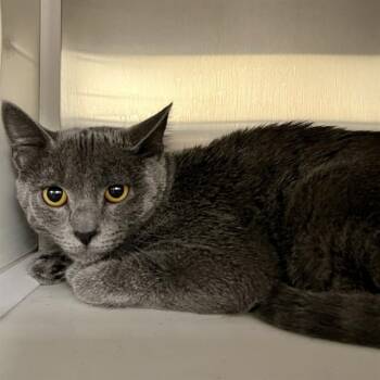 Domestic Short Hair Cats Available for Adoption in St. Louis, Missouri - KRYSTAL | PetCurious