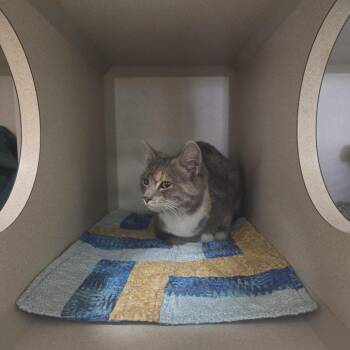 Domestic Short Hair Cats Available for Adoption in Pagosa Springs, Colorado - Millie | PetCurious