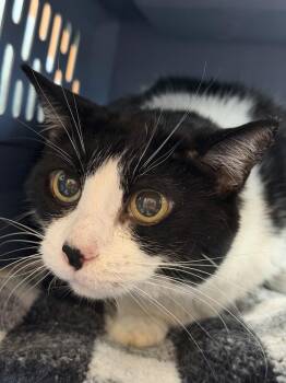 Tuxie copy #1 -  Domestic Short Hair Cat for Adoption in Chicago, Illinois - Tuxie Copy #1 | PetCurious