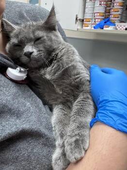 JULISSA -  Domestic Short Hair Cat for Adoption in Las Vegas, Nevada - JULISSA | PetCurious