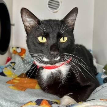 Domestic Short Hair Cats Available for Adoption - Felix | PetCurious