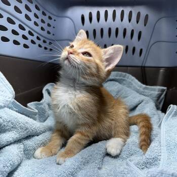 Copper -  Domestic Short Hair Cat for Adoption in Cumming, Georgia - Copper | PetCurious