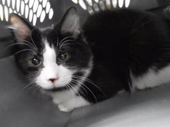 Domestic Short Hair Cats Available for Adoption in Omaha, Nebraska - SMITH | PetCurious