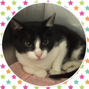 COOKIE -  Domestic Short Hair Cat for Adoption in Buckhannon, West Virginia - COOKIE | PetCurious
