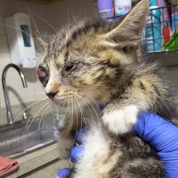 SAS-Wildlife-91835 -  Domestic Short Hair Cat for Adoption in Milton, Florida - SAS-Wildlife-91835 | PetCurious