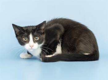 SPICY MARG -  Domestic Short Hair Cat for Adoption in Phoenix, Arizona - SPICY MARG | PetCurious