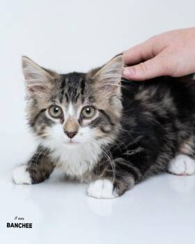 Banchee -  Domestic Short Hair Cat for Adoption in Boone, Iowa - Banchee | PetCurious