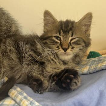 Gunner -  Domestic Short Hair Cat for Adoption in Reisterstown, Maryland - Gunner | PetCurious