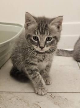 Jutsu -  Domestic Long Hair Cat for Adoption in Virginia Beach, Virginia - Jutsu | PetCurious