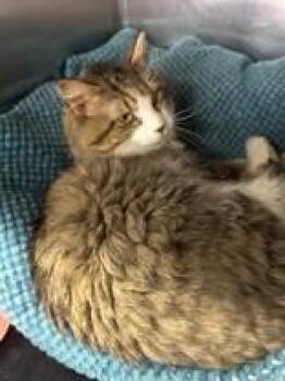Cayson -  Domestic Medium Hair Cat Available for Adoption in Manitowoc, Wisconsin - Cayson | PetCurious
