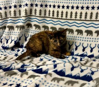 Rescue Domestic Short Hair Cats for Adoption in Newberg, Oregon - Tsunami | PetCurious