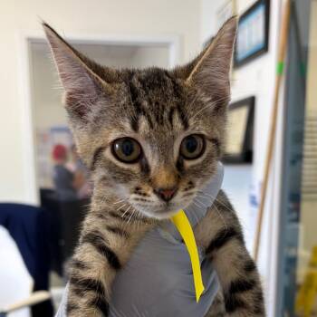 Jerricho -  Domestic Short Hair Cat for Adoption in Nashville, Tennessee - Jerricho | PetCurious