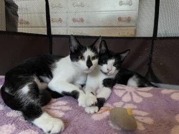 Rescue Domestic Short Hair Cats for Adoption in Ben Avon, Pennsylvania - CHRISSY & Her Son TRACY | PetCurious