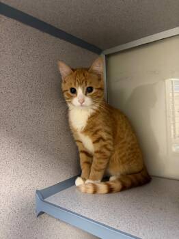 Domestic Short Hair Cats Available for Adoption - Rocket | PetCurious