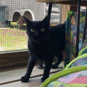 Saylor -  Domestic Short Hair Cat Available for Adoption in Freeport, Florida - Saylor | PetCurious