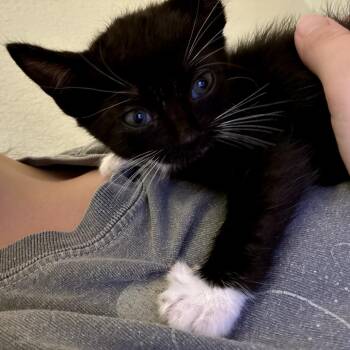 Domestic Short Hair Cats Available for Adoption in Long Beach, California - Mc Ren | PetCurious