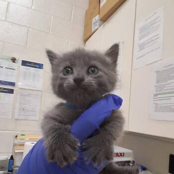 Domestic Short Hair Cats Available for Adoption in Auburn, Alabama - Pluto | PetCurious