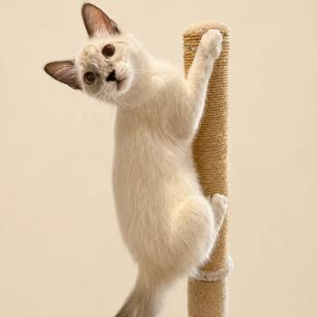 SFOA-Stray-86 -  Siamese and American Shorthair Cat for Adoption in San Saba, Texas - SFOA-Stray-86 | PetCurious