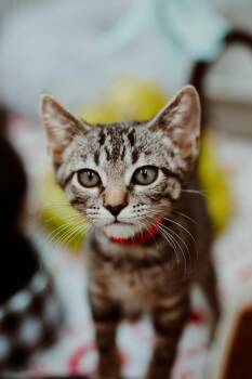 Plucky -  Domestic Short Hair Cat for Adoption in Le Mars, Iowa - Plucky | PetCurious