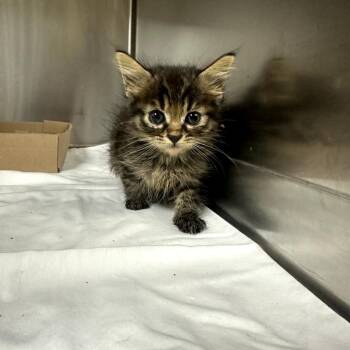 Tank -  Domestic Short Hair Cat for Adoption in Donalsonville, Georgia - Tank | PetCurious