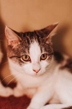 06327B Claire -  Domestic Short Hair Cat Available for Adoption in North Charleston, South Carolina - 06327B Claire | PetCurious