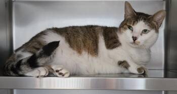 Rescue Domestic Short Hair Cats for Adoption in Manassas, Virginia - BOO | PetCurious