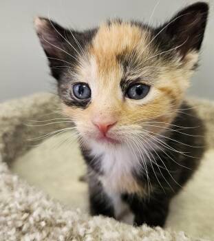 Domestic Short Hair Cats Available for Adoption in Brockport, New York - Duchess | PetCurious